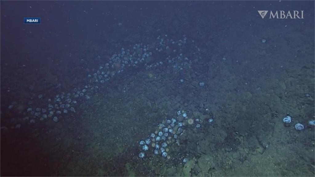 大驚奇！美加州外海底火山旁發現「全球最大章魚花園」