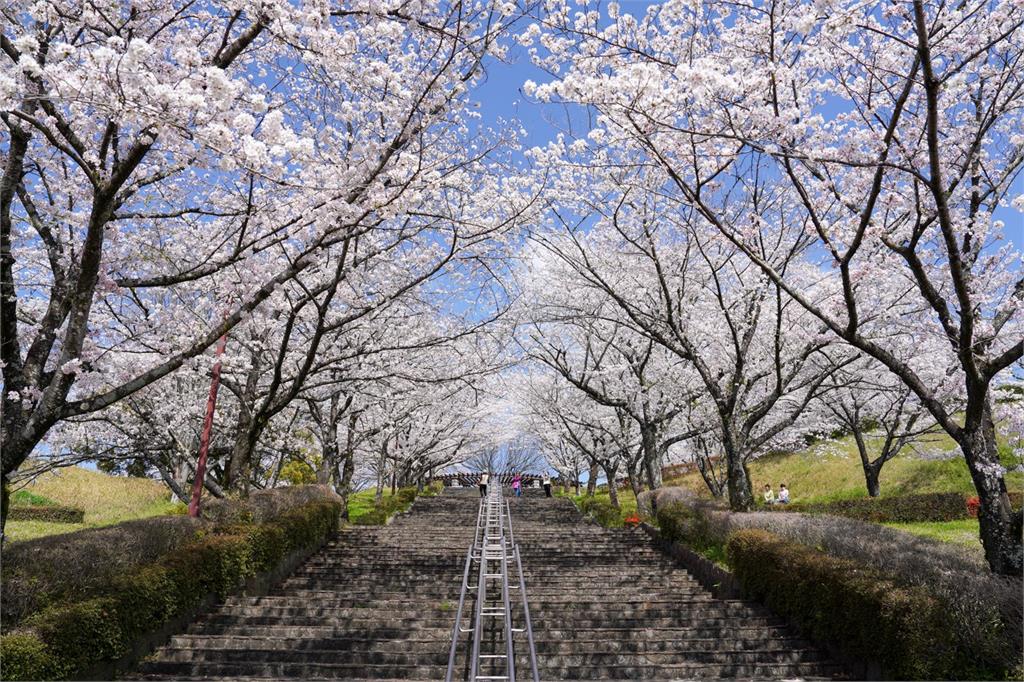 台積電熊本廠帶動周邊觀光！菊池溫泉名湯、浪漫櫻花馬拉松一次看