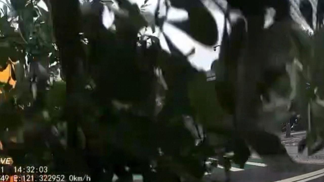 桃園駕駛等紅燈天外飛來樹枝 修剪樹枝掉砸車!區公所回應了