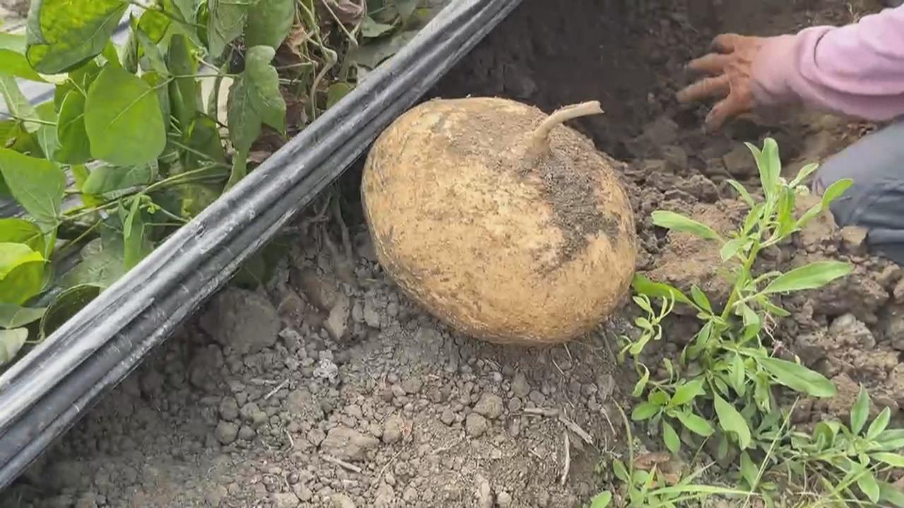 屏東九如農會成功種植新品種豆薯　生吃口感像水梨