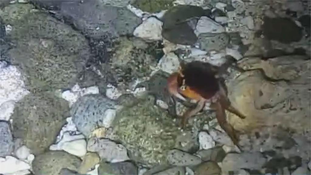 避免讓生態現斷層！綠島保育人士組護蟹隊　有效降低繁殖季路殺風險