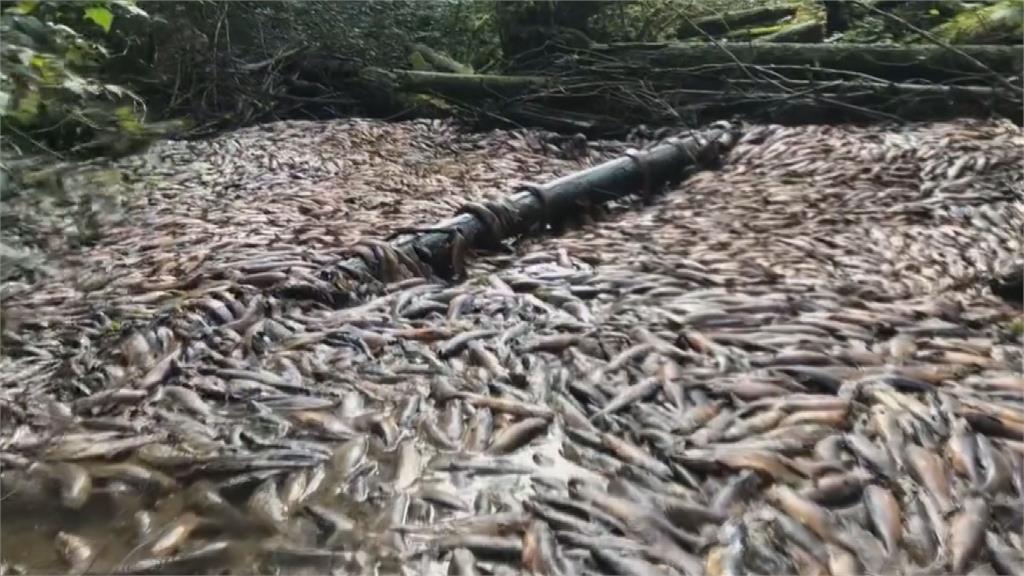 令人心碎！乾旱致溪水乾涸無法洄游產卵　加拿大驚見「數萬鮭魚屍體」