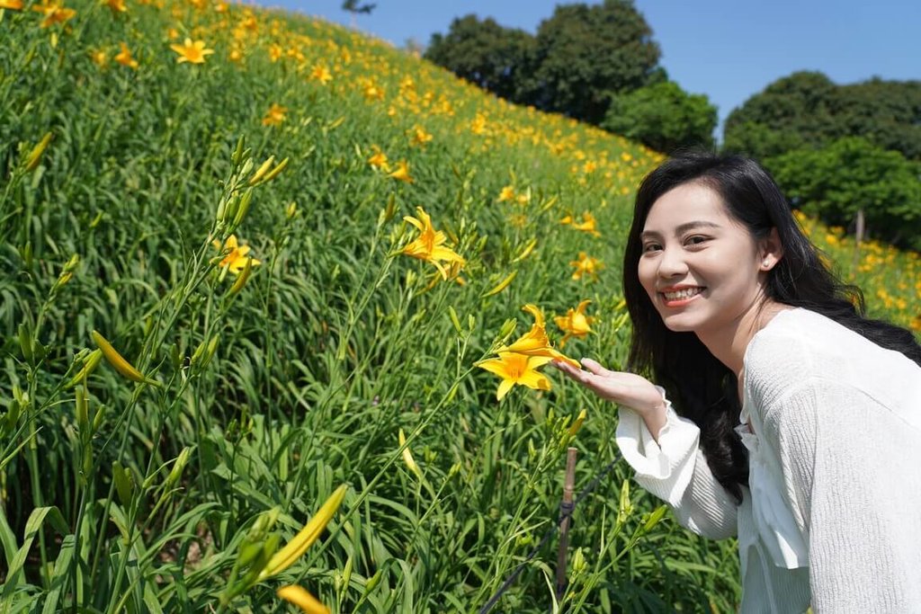 虎山巖30萬株金針花季開幕　估母親節盛開續至7月