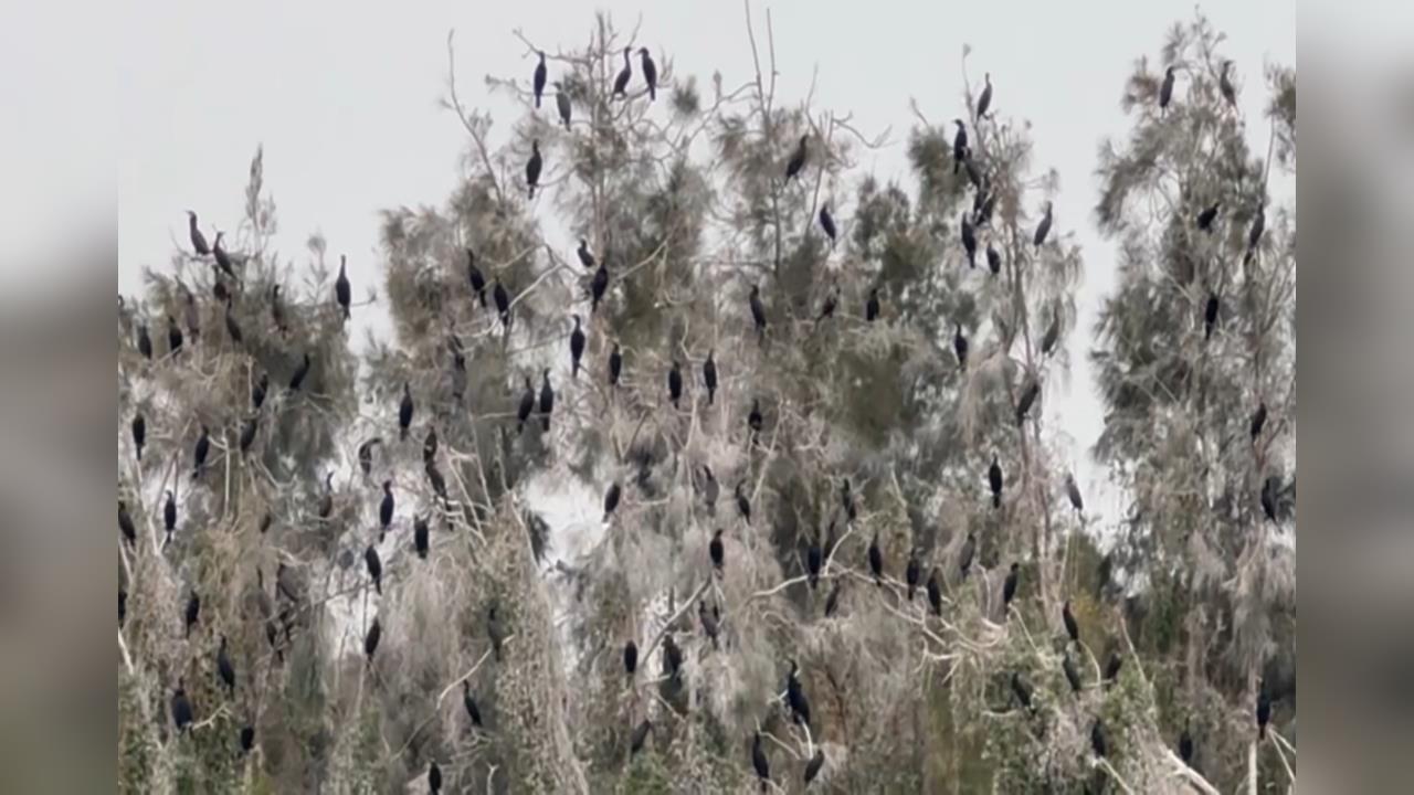 金門有雪景？陽明湖畔染白竟是「鳥排泄物」