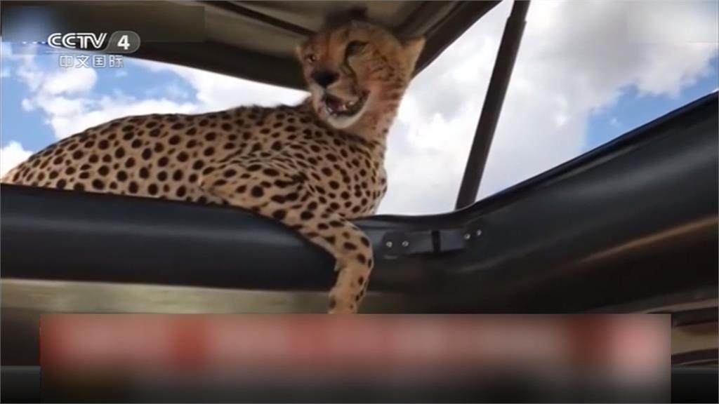 獵豹跳上車頂 遊客驚險玩自拍