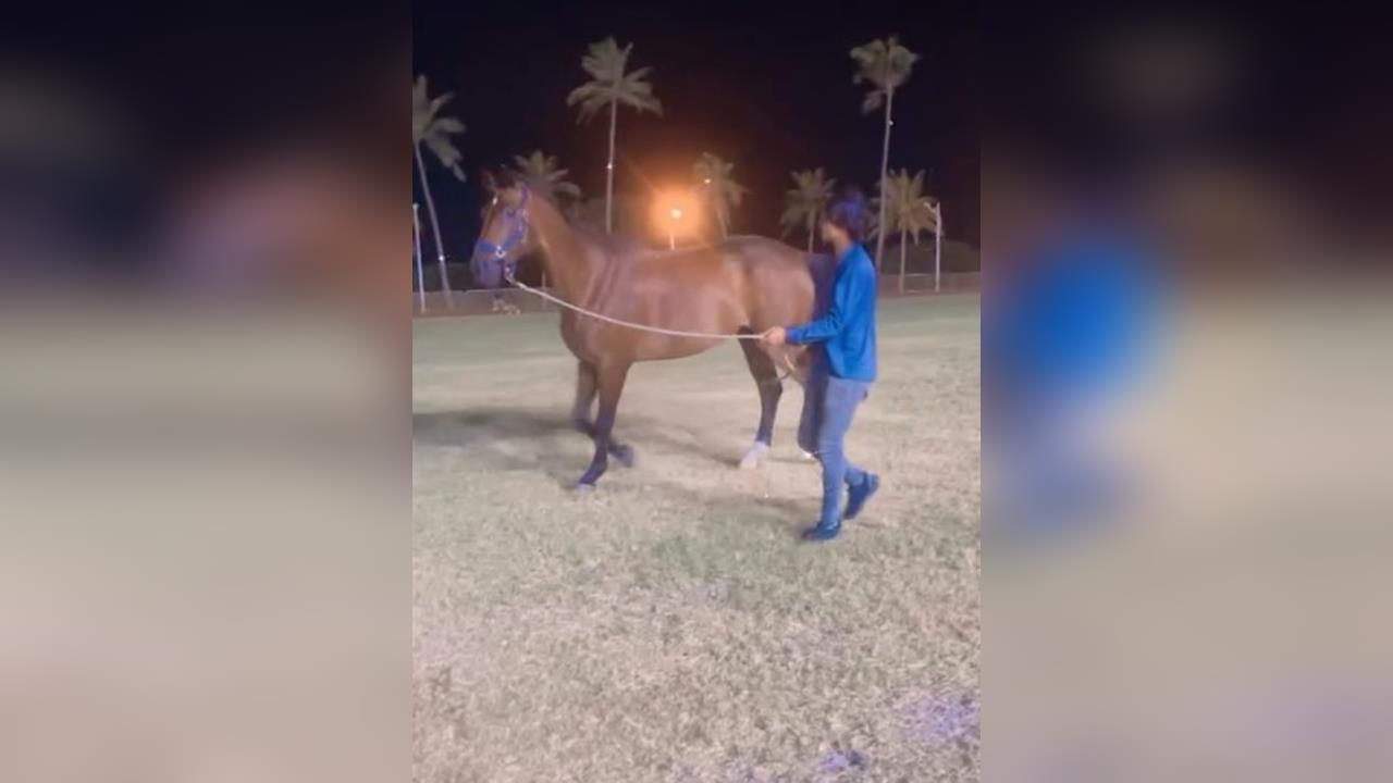 花蓮美崙田徑場運動遇到「馬」？　飼主遛馬復健惹議