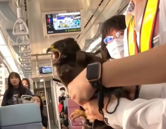 台鐵區間車驚現老鷹搭「霸王車」　女站務人員徒手抓鷹放飛