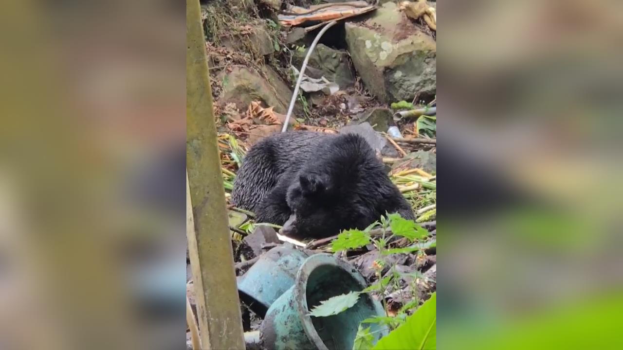 快新聞/抓到了!阿里山工寮遭闖入 黑熊因蜂蜜成功誘捕