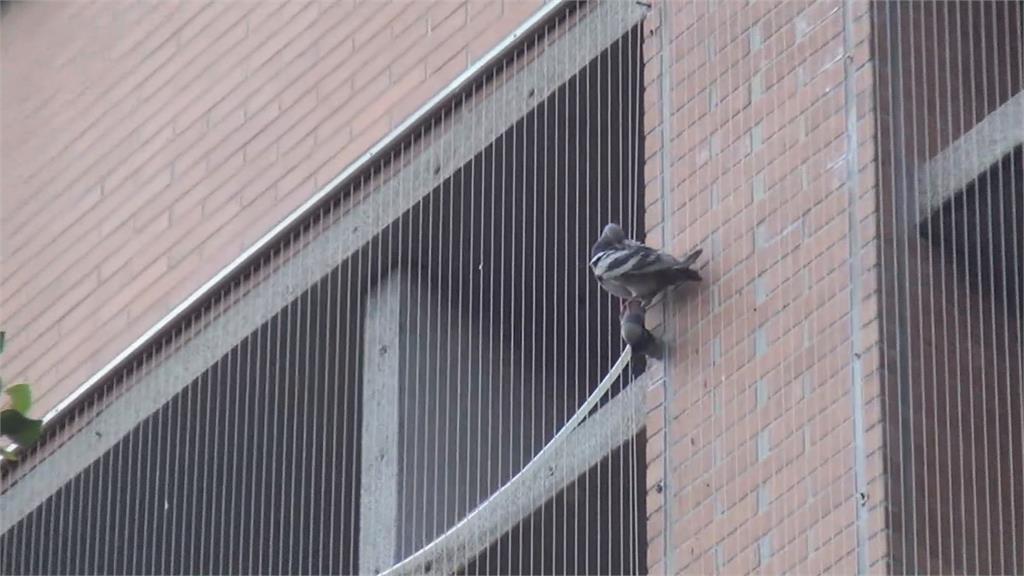 東華大學防鴿作戰　5年花6千萬施作防鴿作為