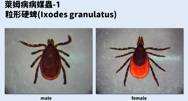 不治療恐延續數年!6旬婦紅斑和血尿上身 疾管署揭萊姆病預防措施