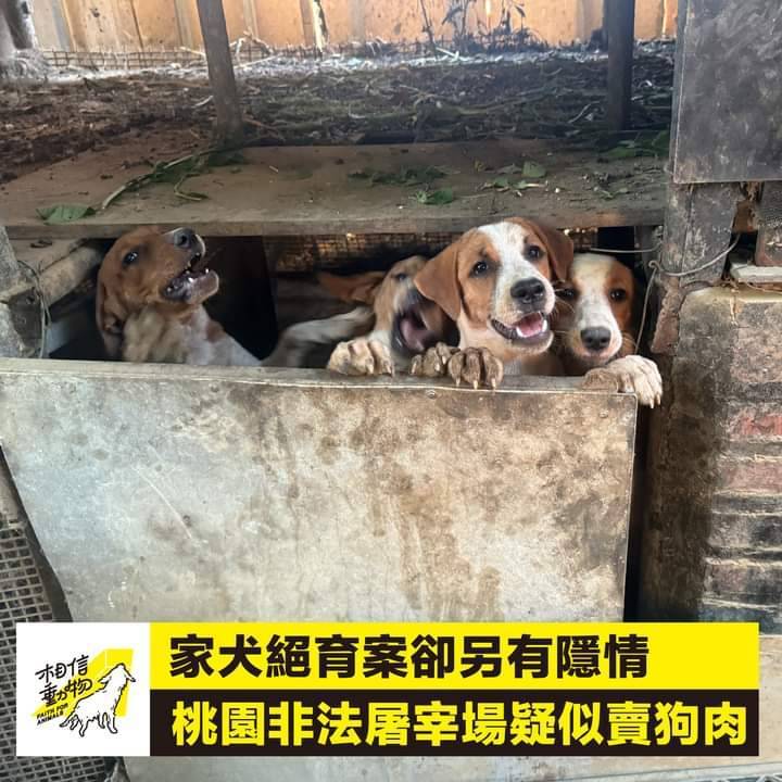 掛"雞頭"賣狗肉! 桃園觀音養雞場被爆疑似"非法屠狗"