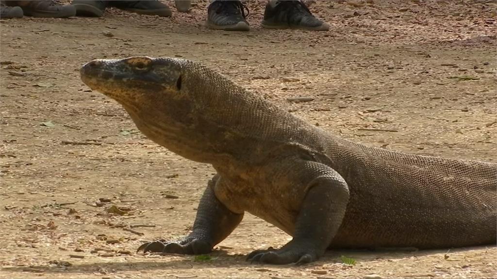科摩多島關閉1年復育巨蜥 卻計畫建度假村