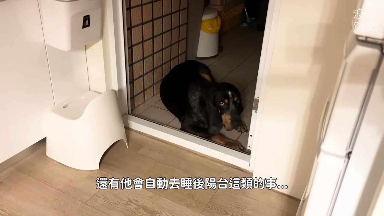 獵犬遭棄養出現「2行為」　她心疼：人類曾待牠不好的痕跡