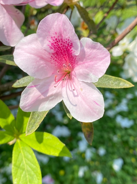花中西施嬌嬌養　杜鵑花三月美翻台北城！
