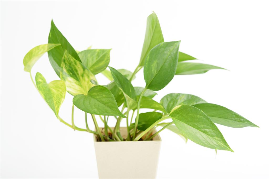 5種招財植物佈置術!輕鬆打造正能量爆棚的辦公空間