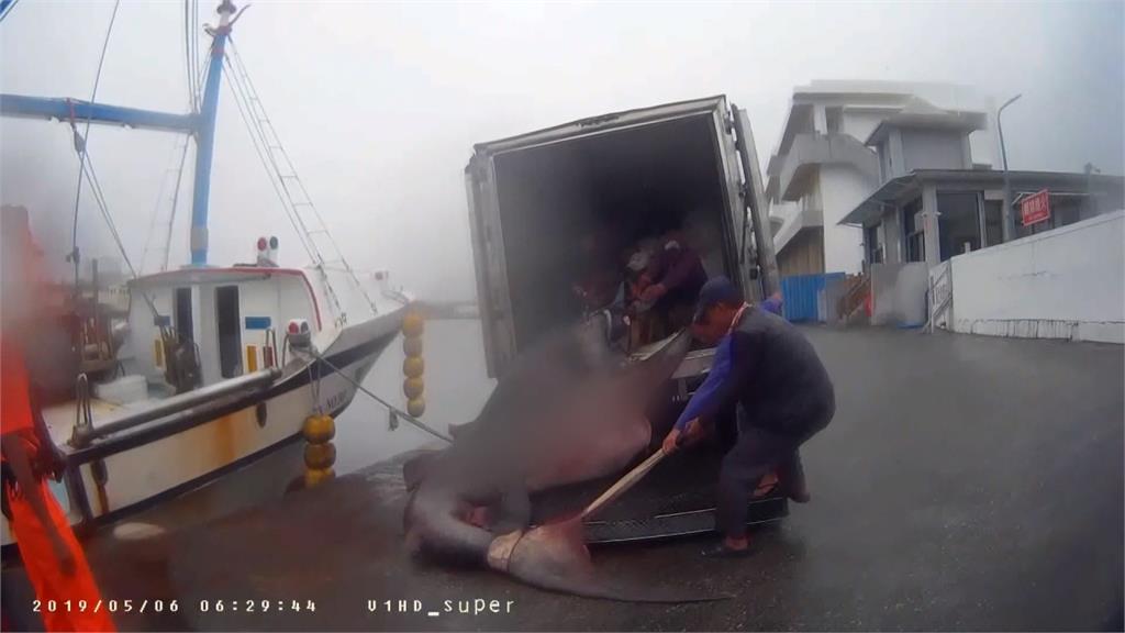 快新聞／動保團體疾呼 漁業署明預告禁捕大白鯊、象鮫及巨口鯊