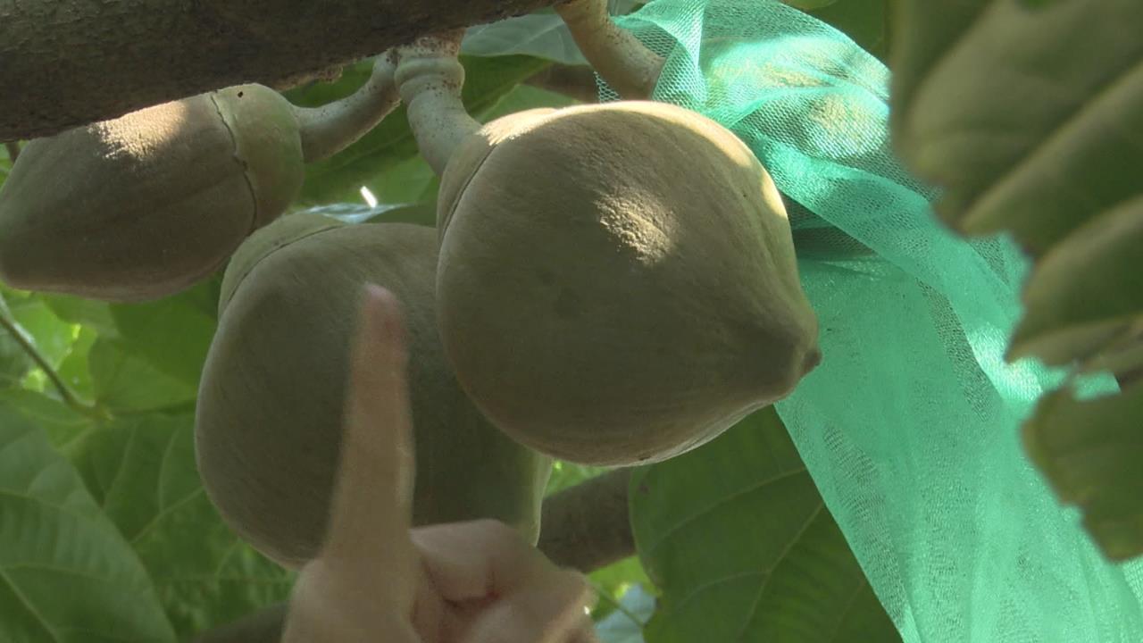 屏東九如農會引進"椰柿"5年首次收成 一顆要價500元