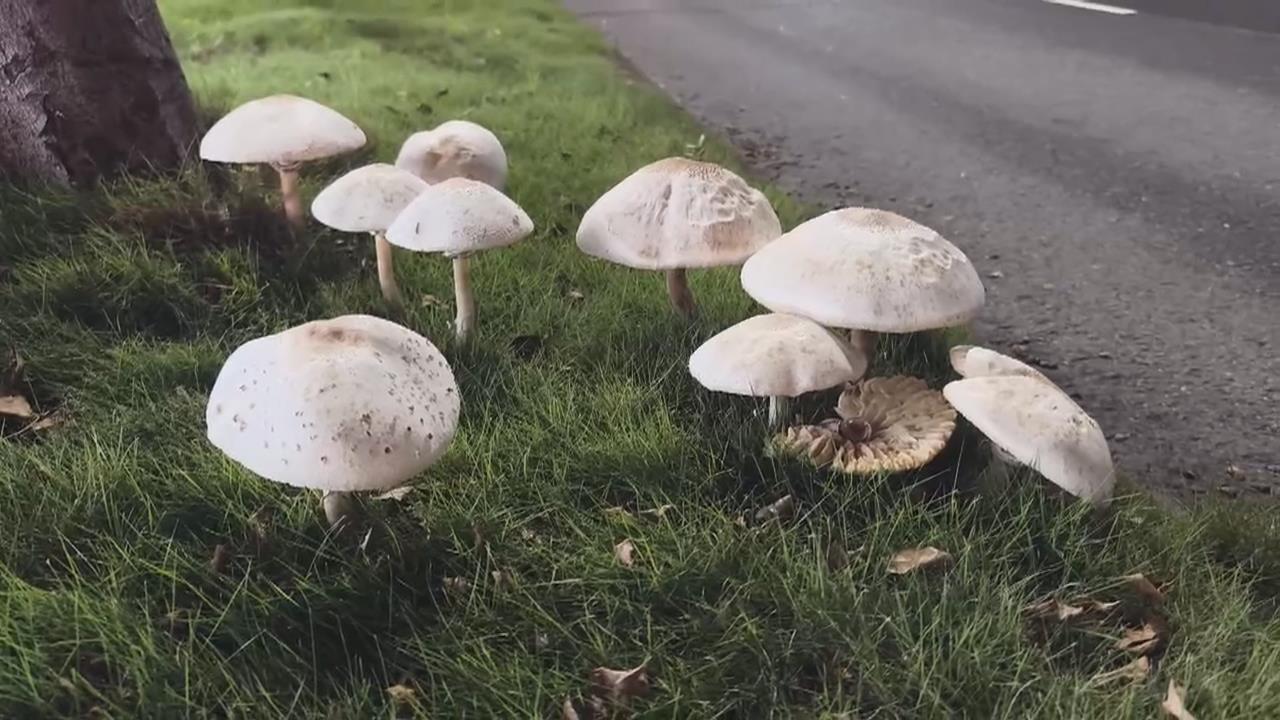 連日大雨！高雄分隔島「長出菌菇」　有毒「綠褶菇」憂誤食中毒派員清除