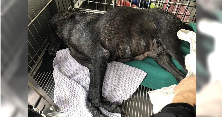 離譜動保處1／救狗變殺狗、明星犬鐵籠內慘死　動保處螺絲鬆收容所爆虐待