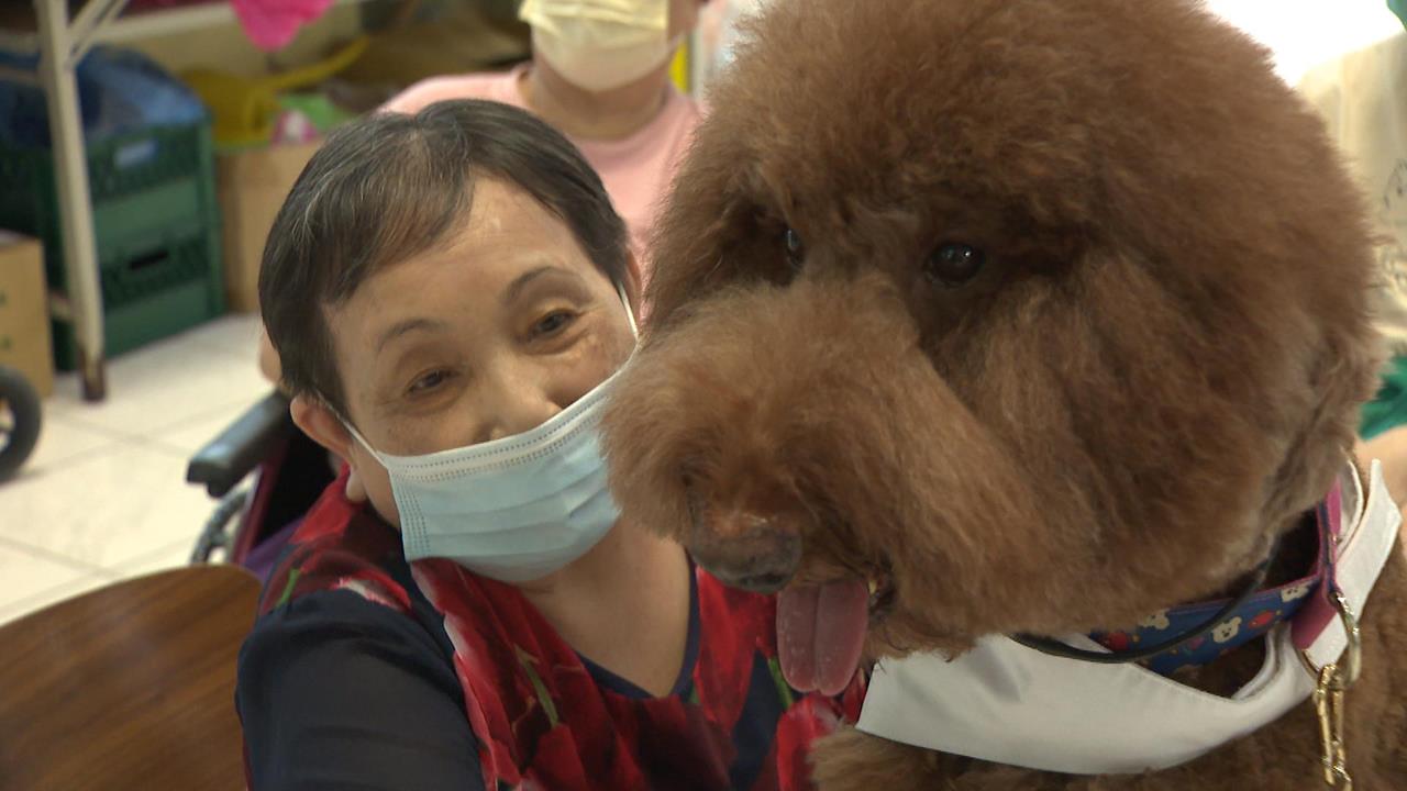 異言堂(影)／台灣缺狗醫生    全台不到60隻   專家揭其致命弱點