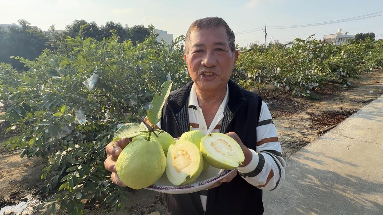獨／高雄果農實力大賽　依外觀、口感選出「芭樂冠軍王」