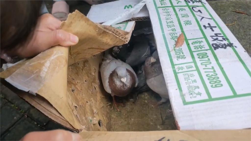 可惡！6隻鴿子裝箱棄苗栗公園　全無腳環還被剪毛！動防所要查