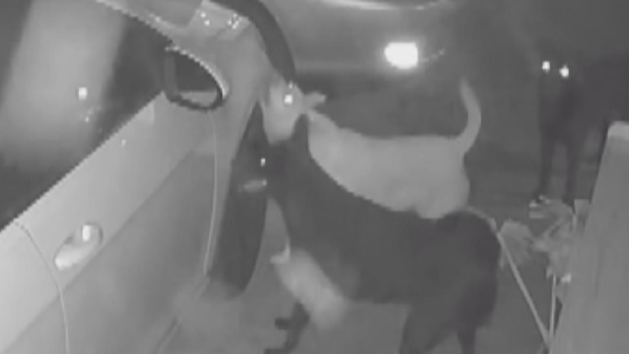 南投汽車葉子板無故遭「啃咬」　報警緝凶　罪魁禍首竟是「牠」