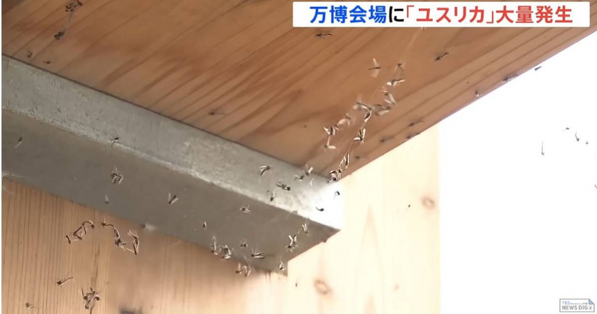 大阪世博「蚊蟲大軍」侵襲！店家自費百萬驅蟲　遊客崩潰：差點飛進眼睛