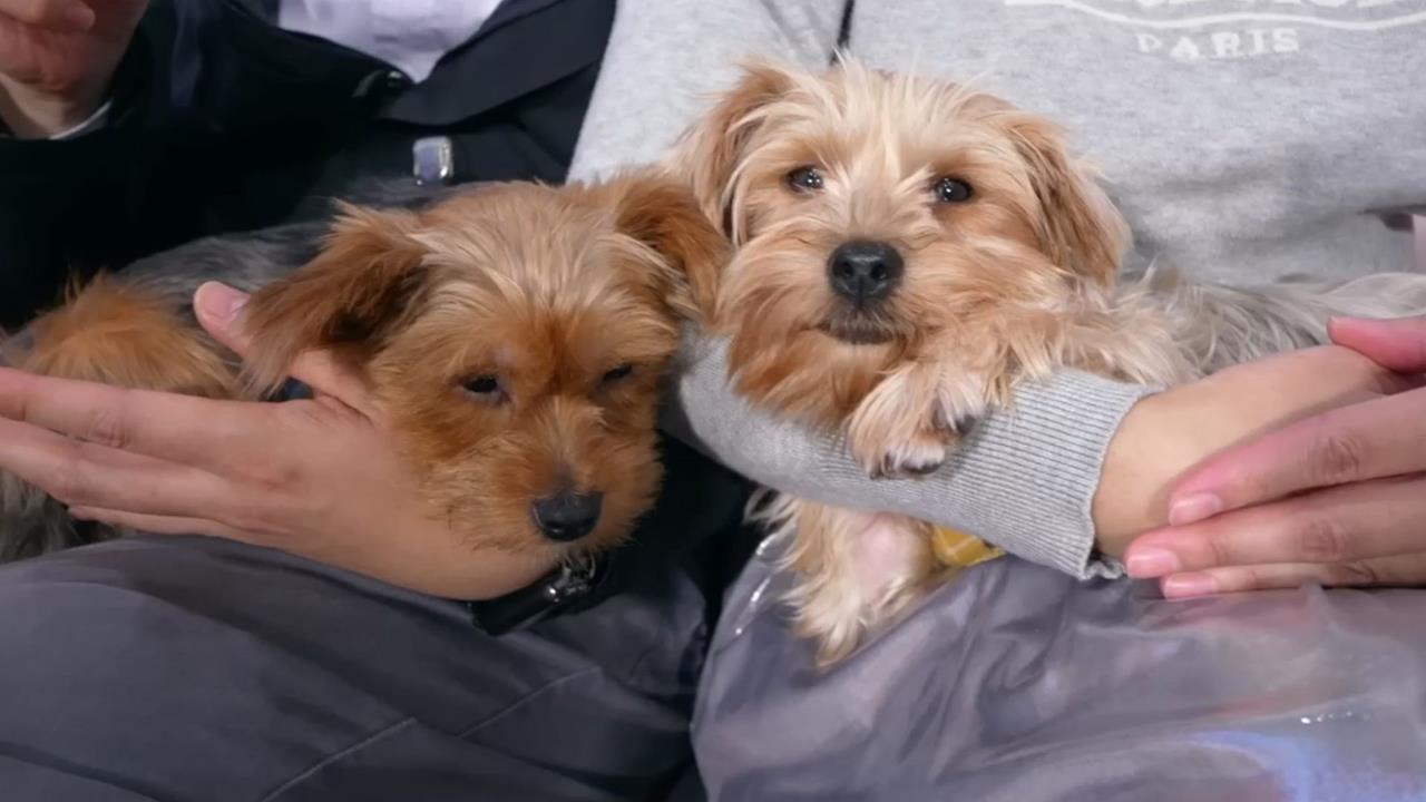 苗栗犬舍虐狗案震驚全台　訓犬師教「這方法」重建信任