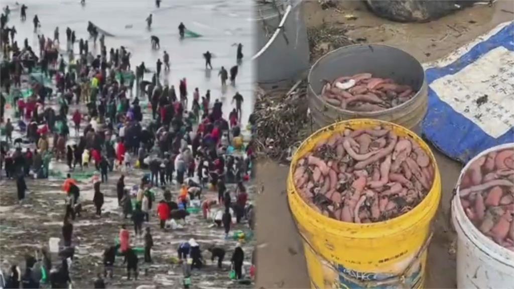 山東煙台湧「陰莖魚」浪潮！近千人衝海邊搶撈出事了　當局證實：多人溺斃