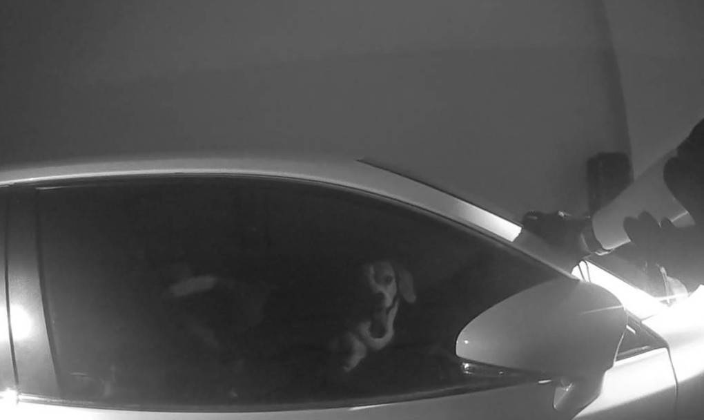 毛小孩遭反鎖車內　蘆竹警即刻救援