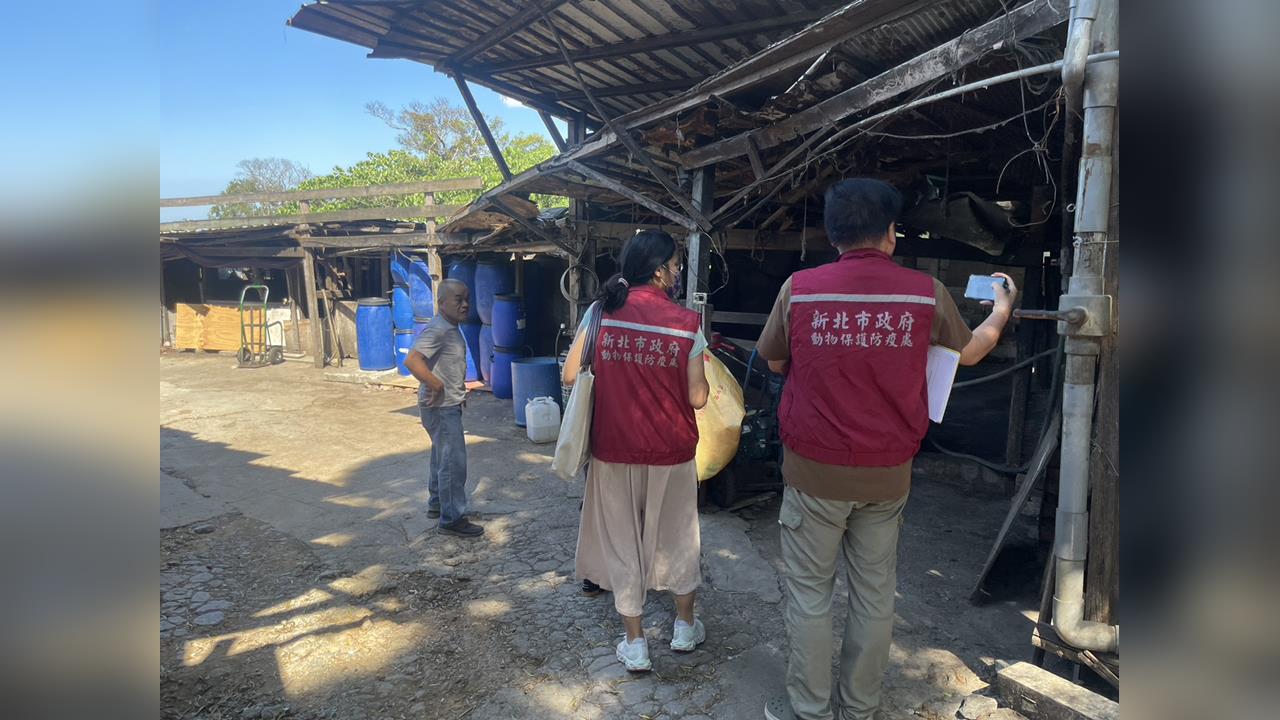 快新聞／非洲豬瘟防得住嗎？新北市府出手了　「三管齊下」新做法一次看