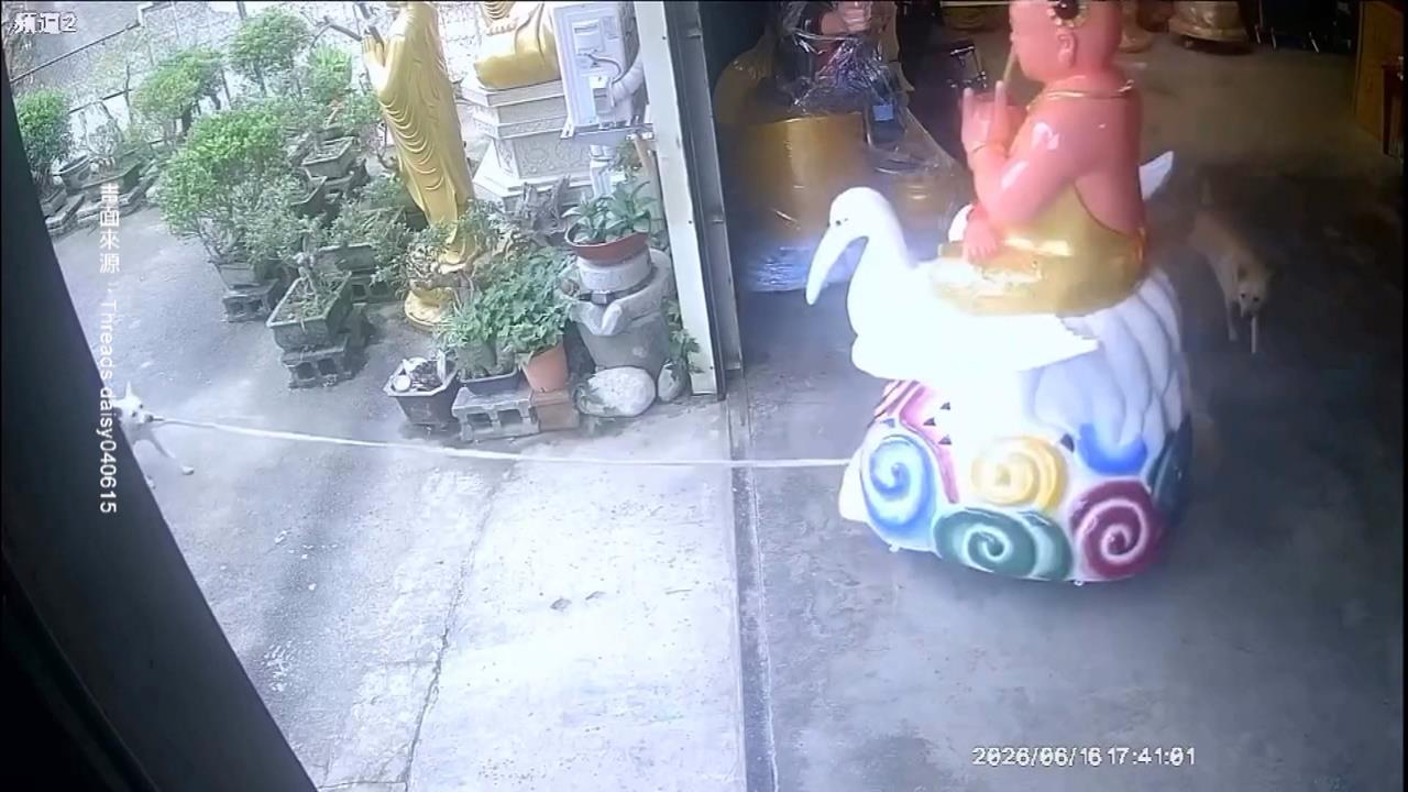 奇！神犬拖「仙鶴童子」逛大街　網笑稱：去遶境了