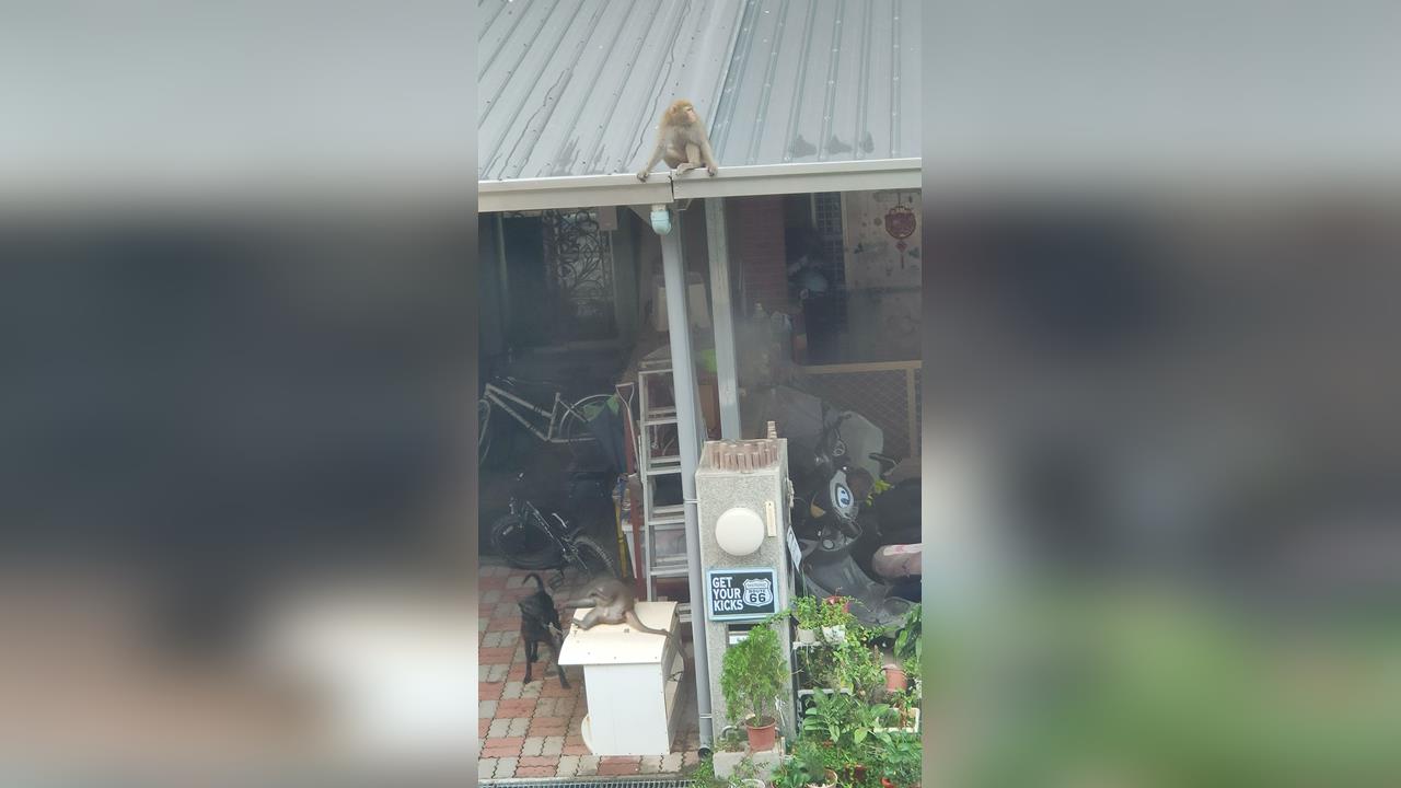 獼猴大鬧南投竹山社區　報復住戶竟虐貓虐狗