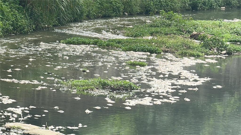 天熱魚也受不了！疑高溫水中溶氧量不足　基隆鶯歌溪近萬尾魚暴斃