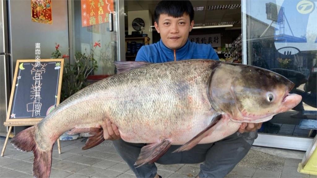 日月潭捕獲巨型大頭鰱45.5台斤　友情價賣給餐廳