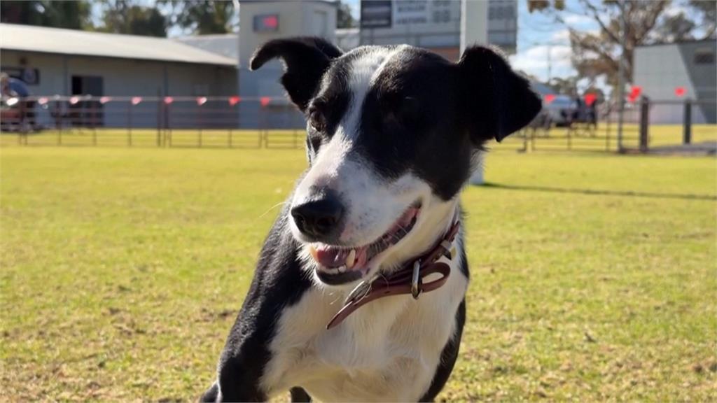 澳洲牧羊犬試訓顛覆傳統　女性參加度增加引關注