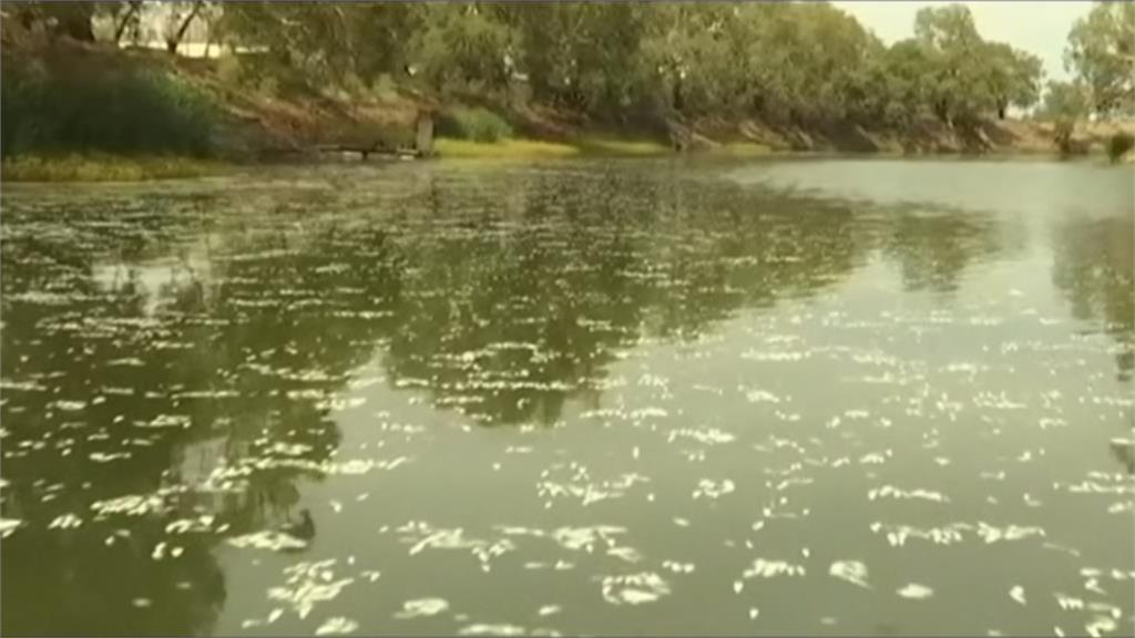 熱浪侵襲南半球！澳洲酷熱難耐 河川魚群大量暴斃