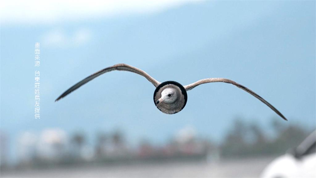 富岡漁港黑尾鷗身上被黑圈套住　兩年前現蹤澎湖？鳥友、專家說話了