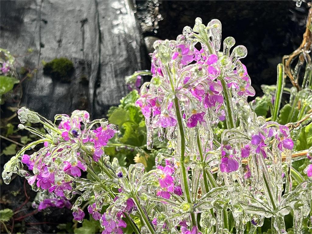 武陵農場藤花園「冰晶宮」再現！　冰花晶瑩剔透超絕美