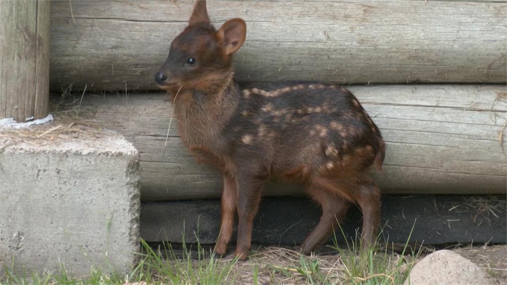 阿根廷動物園誕生罕見「普度鹿」　為世界上最小的鹿之一