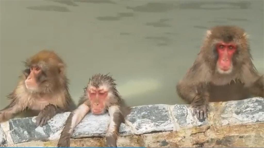 超可愛！日本函館打造溫泉區 讓獼猴舒爽泡湯