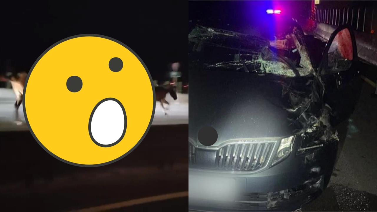 台61驚現「2馬狂飆」1匹遭撞飛倒地亡 競速畫面曝光網歪樓:已超速!