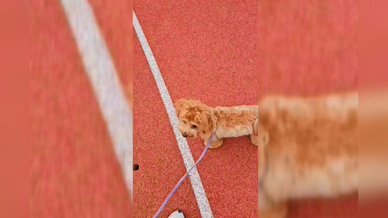 獨／愛犬開刀一週後病逝　飼主控訴至今病因仍是謎