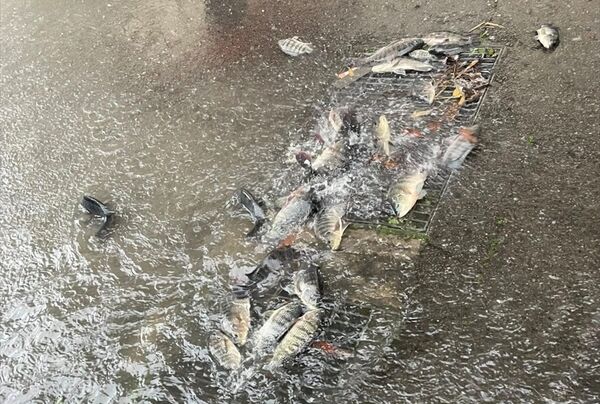 豪雨炸苗栗!吳郭魚成群攻佔排水孔 街道變魚塘網友嚇傻