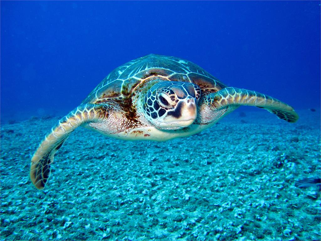 嘆「一塊錢壓死英雄」海大研究室喊停海龜救援　海委會回應了