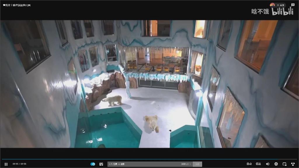 24小時北極熊陪伴? 中國酒店讓北極熊隔窗"迎賓" 遭批虐待動物