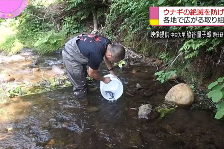 日本鰻魚產量銳減 要靠台灣解危機