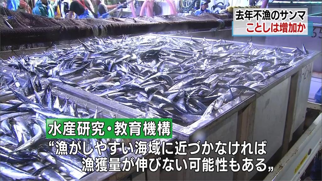 漁場內數量增加 日本今年秋刀魚可望增多