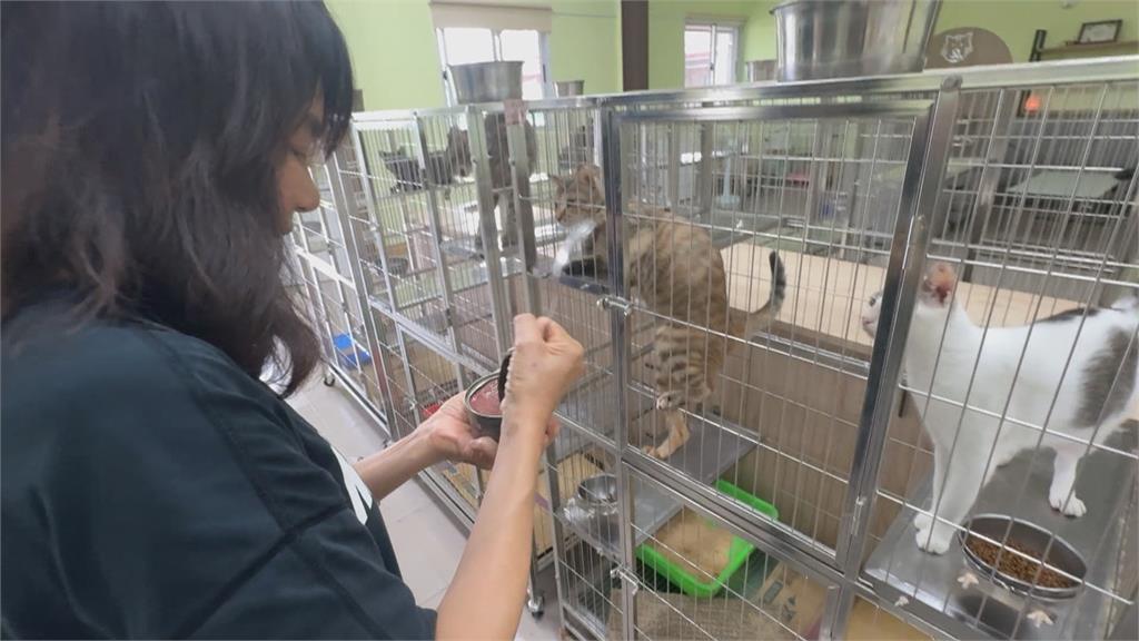 省經費？屏東動物之家「人貓同擠一室」　工作人員這樣說